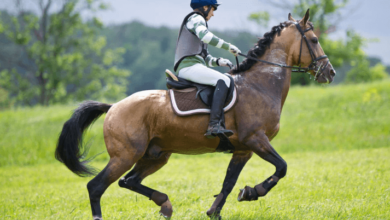 How can riders and horses build stamina for endurance races?