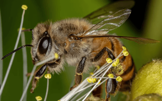 Clipart:2brpqumq918= Honeybee