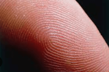 Clipart:2s-Bhzz_9s8= Fingerprints