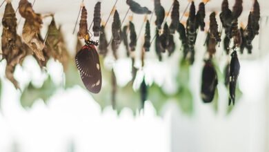 impactful development evolution trends