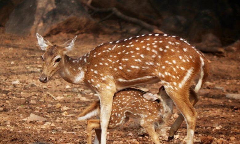 skyline voice axis corridor